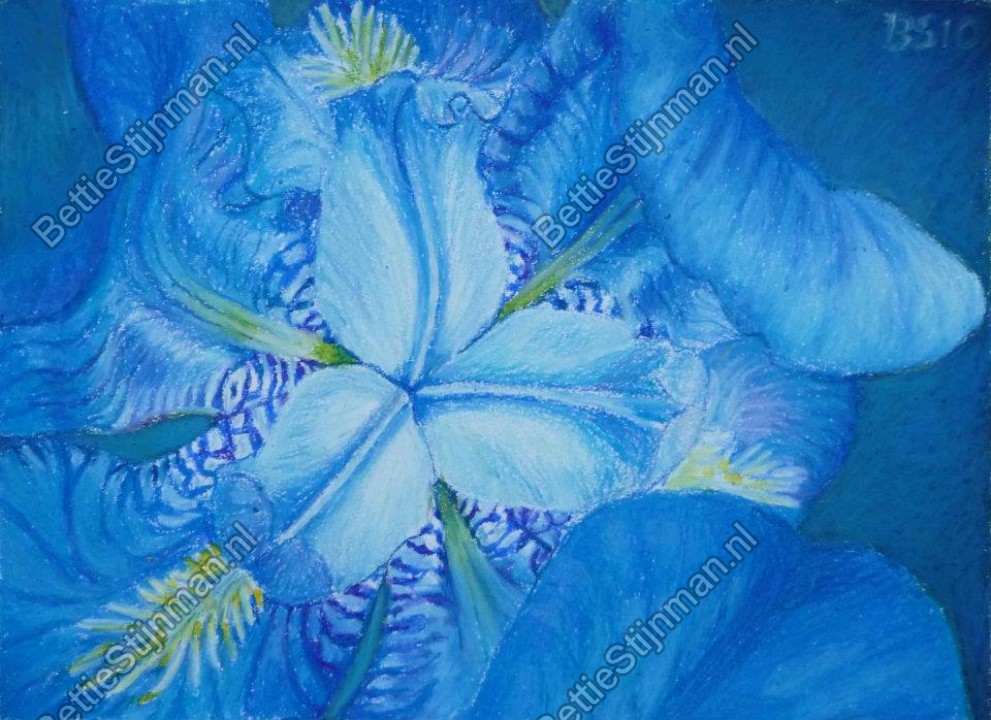 <head>Blauwe Iris  /  Blue Iris</head>