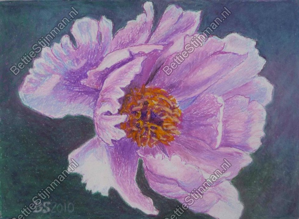 <head>Pioenroos 2 / Peony 2</head>