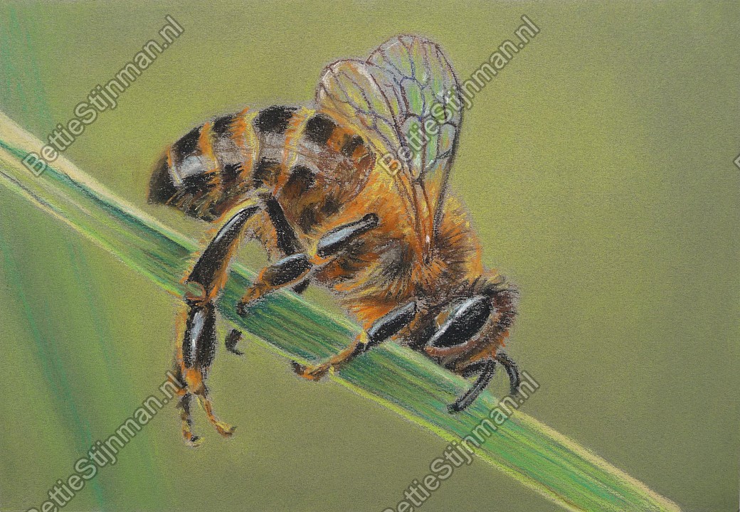 <head>Slapende bij / Sleeping bee</head>