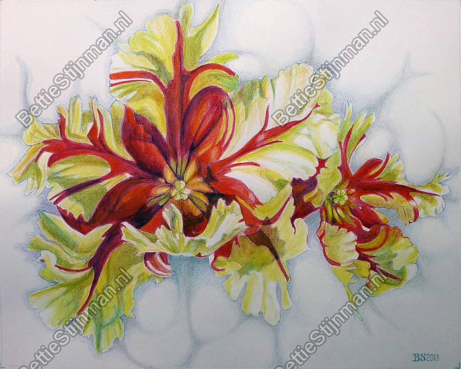 <head>Parkiettulp 3 / Paroquet tulip 3</head>