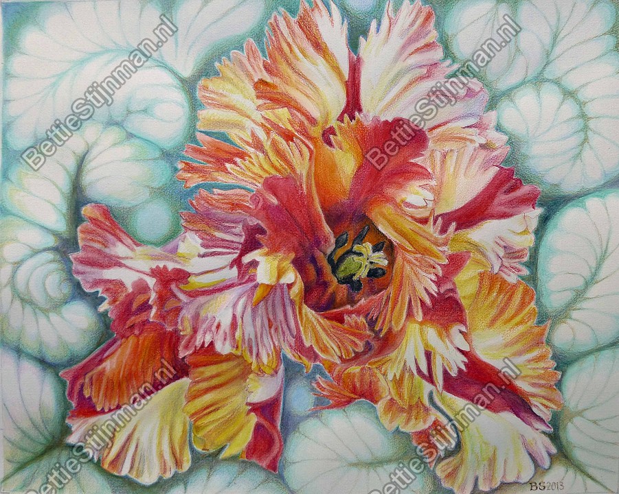 <head>Parkiettulp 5 / Paroquet tulip 5</head>